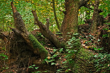 tre stubbe, natur, skog, tre, Logg, gått i stykker, gammel, død, dødt tre, rot, fallet tre
