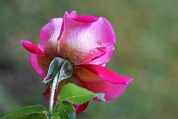 Rose, Bud, Garden, Pink, rose, bud, blossoming, rose flower, romance, petals, the only, beauty