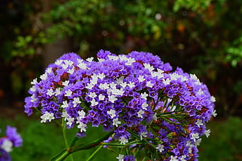 okřídlený pláž lilac, květ, limonium sinuatum, pláž lilac, limonium, rostliny s kořeny, plumbaginaceae, modrý, fialový, bílý, okrasné rostliny