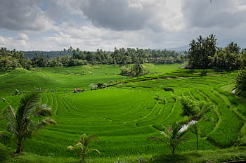 rice field, cloudy, sky, high, angle, green, rice, terraces, day, rice paddy field, agriculture