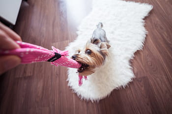 おかしい、 遊んで、 ヨーキー犬、 家、 ヨーキー、 犬、 家で、 動物、 かわいい、 楽しい、 ジェシー