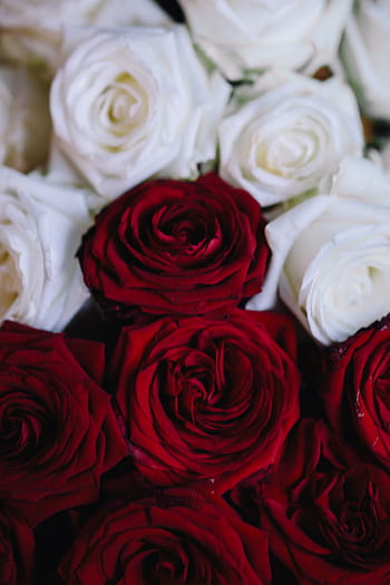 merah, mawar buket, Putih, Mawar Merah, Buket, bunga, mawar, flora, Polandia, mawar - Bunga, cinta