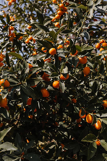botanické, zahrada, Skutečný Jardin, jaro, Příroda, botanický, Evropa, evropský, výlet, cestovat, nemovitý