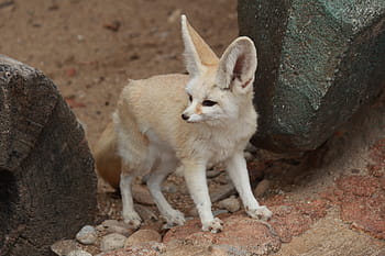fennec αλεπού, αλεπού της ερήμου, ζώο, χαριτωμένος, ζωικά θέματα, χωρίς κόσμο, ένα ζώο, ημέρα, άγριας ζωής των ζώων, θηλαστικό ζώο