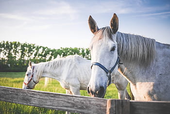 dois, branco, cavalos, cavalos brancos, grande, pasto, animais, fazenda, grama, pastagem, natureza