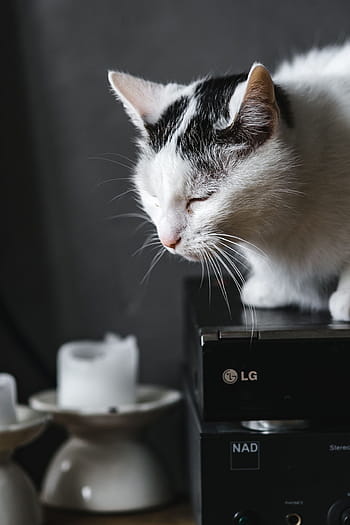 猫の肖像画、 猫、 肖像画、 ペット、 動物、 家畜猫、 かわいい、 家畜、 1匹
