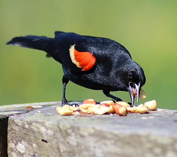 blackbird, red, wing, bird, wildlife, red-winged, nature, perched, winged, avian, black