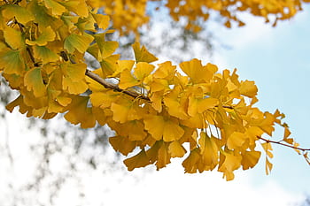 efterår, ginkgo, gul, natur, landskab, kinesiske træarter, træ, faldfarve, naturskøn, efterår humør, humør