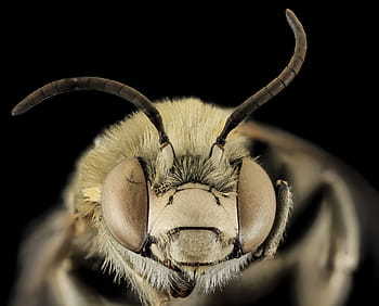 makro fotografie, bílý, Černá, hmyz, včela, anthophora montana, makro, opylovače, Chyba, křídla, zblízka