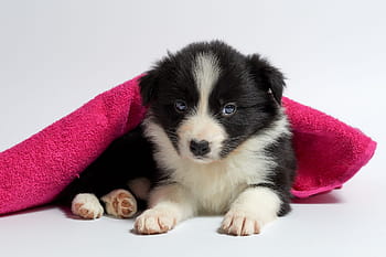 short-coated, black, white, puppy, cute, dog, pet, small, animal, young, atelier