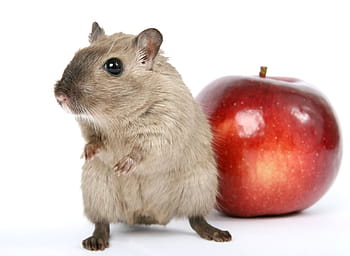 hamster, red, apple fruit, animal, apple, breakfast, close, colorful, concept, conceptual, creature