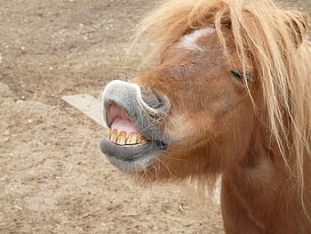 brown horse, brown, horse, pony, making a face, funny, tooth, teeth, bite, baring, one animal