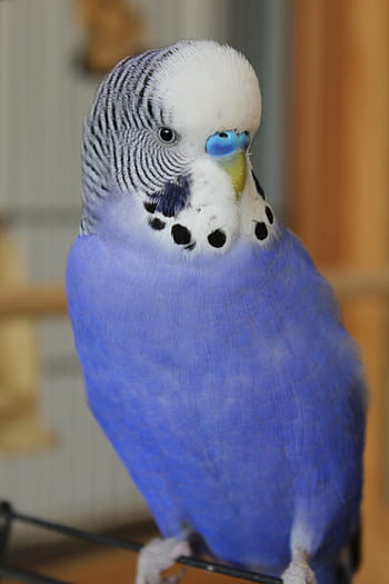 blue, white, parrot, budgie, parakeet, pet, bird, plumage, feather, beak, chirp