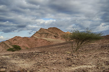 negev desert, wilderness wanderings, israel, acacia tree, mountains, bible lands, clouds, red, rocky, arid, dry