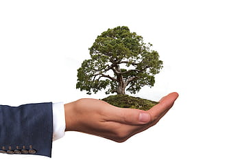 person, holding, tree, life figurine, environment, nature, nature conservation, hand, keep, bonsai, green