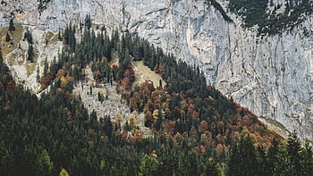 verde, arancia, alberi di foglie, foto, albero, vicino, montagna, giorno, montanaro, alberi, piante