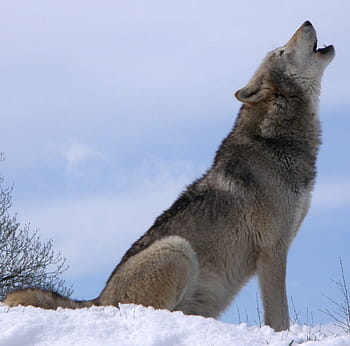 grigio, Marrone, lupo, bianca, la neve, ululato, giorno, selvaggio, canino, canis lupus, inverno