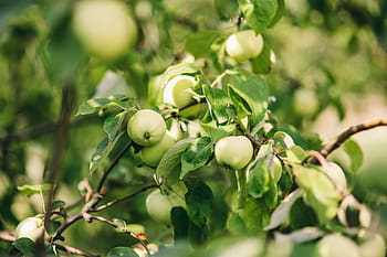 果物、 野菜、 庭、 花、 植物、 開花、 葉、 カラフル、 自然、 農業、 食品