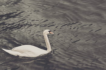 goose, body, water, white, swan, duck, bird, beak, one animal, animals in the wild, animal themes