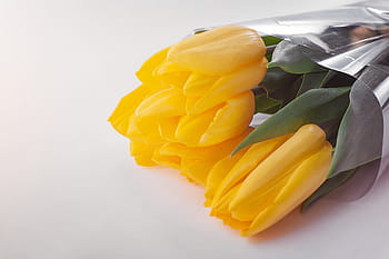 three, yellow, flowers, clear, plastic pack, petal, flower, bouquet, tulip,, food and drink, studio shot
