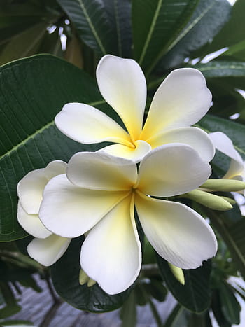 plumeria, Champa, floreale, ritagliare, retroilluminato, freschezza, fresco, controluce, giallo, luminosa, aromatico