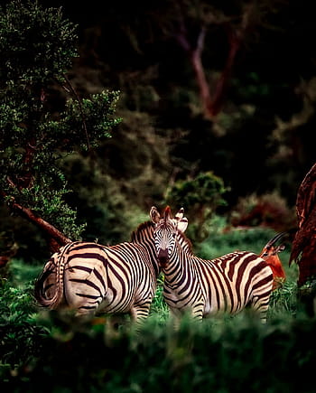 two zebra, africa, zebra, animals, wildlife, safari, landscape, nature, outdoors, forest, jungle