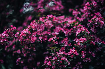 encantadora, rosa, flores, floreciente, ramas de los árboles, árbol, ramas, copia espacio, primavera, flor, naturaleza