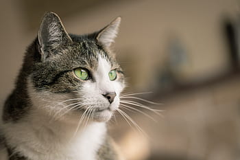 Casa, gatto, occhi, animale, pelliccia, barba, ritratto, felino, peloso, morbido, orecchie
