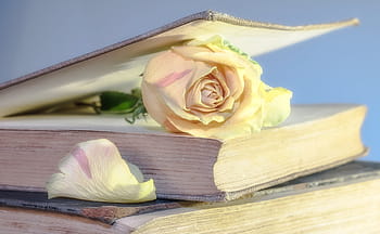 white, rose, bookpage, book, old book, blossom, bloom, rosenblatt, used, old, book pages