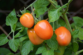 macro photography, orange, tomato, tomatoes, roma tomatoes, bush tomatoes, mature, garden, vegetable growing, nachtschattengewächs, tomato fruit
