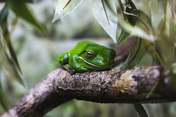 výstřel, Rosnička, detailní, Austrálie, Příroda, zvíře, zvířat, žába, žáby, přírodní, divoký