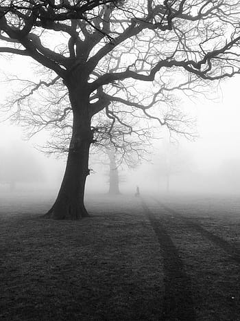 carreggiata, alto, fotografia ad albero in scala di grigi, alberi, nebbia, misterioso, natura, paesaggio, foresta, albero, autunno