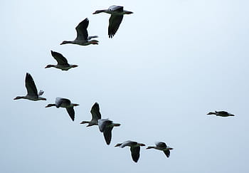 gray-and-black flying ducks, formation, migratory birds, geese, wild geese, flock of birds, swarm, fly, birds, sky, bird