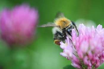 tutup, Bumblebee, Semanggi, Close Up, lebah, bunga, serangga, alam, penyerbukan, makro, serbuk sari