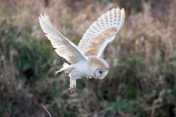 Uggla, fågel, natur, djur-, fjäderdräkt, raptor, vilda djur och växter, fjäder, rovdjur, utomhus, vild