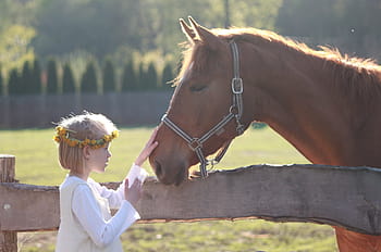 girl, wearing, white, long-sleeved, shirt, holding, brown, horse nose, little girl, horse, riding school
