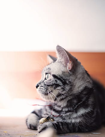 회색 새끼 고양이, 회색, 태비, 고양이, 고양이 새끼, 동물, 착한 애, 흐림, 국내 고양이, 애완 동물, 가축