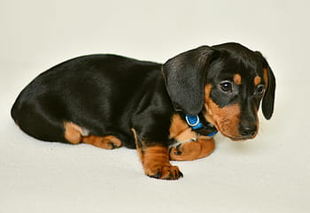 noir, bronzer, chiot teckel, teckel, chiot, jeune animal, chien, fourrure, animal, animal de compagnie, portrait d'animal