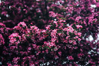encantador, rosa, flores, floreciente, ramas de los árboles, árbol, ramas, copia espacio, primavera, flor, naturaleza