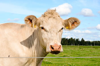 the cow, charolais, countryside, pasture, livestock, animal, white, agriculture