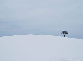 zasněžené kopce, zimní, bílá, strom, Pozadí, Příroda, bílý, strom, sníh, studená teplota, zamrzlý, venku