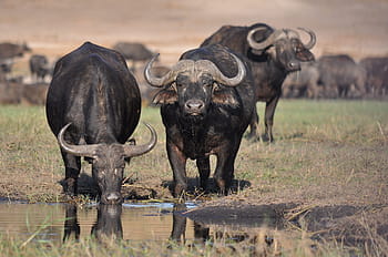 three, water buffalo, body, mammal, animal, wildlife, safari, cattle, bull, buffalo, nature