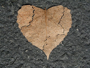 brown, dried, leaf, gray, surface, heart, broken, nature love, shape, autumn, fall