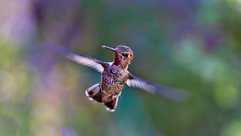 selettivo, fotografia a fuoco, Marrone, colibrì, piumato, uccello, giorno, tempo, animale, volante, sfocatura