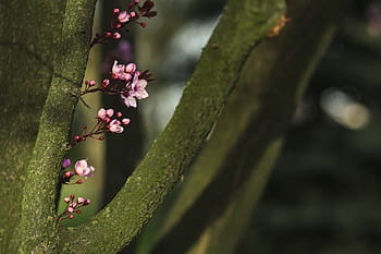 flores de primavera rosa, rosa, flores de primavera, flores, flora, cielo azul, floreciente, primavera, flor, ramita, rama