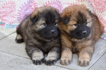 dog, puppies, pup, female eurasier, bitch plinn, breed eurasier, doggy, adorable doggies, animals