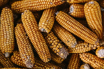 Tongkol jagung, kuning, memasak, sereal, jagung, makanan, pertanian, sayur-sayuran, organik, alam, ubi jalar