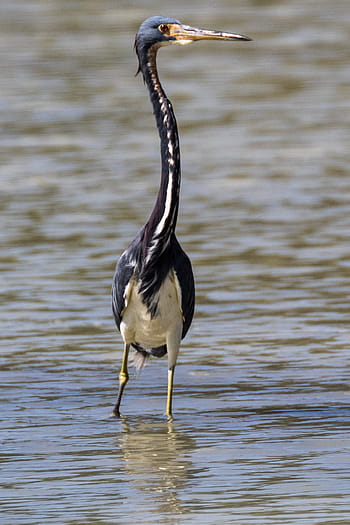 kuba, cayo coco, garza de vientre blanco, pták, volně žijících živočichů, Příroda, voda, zvíře, birding