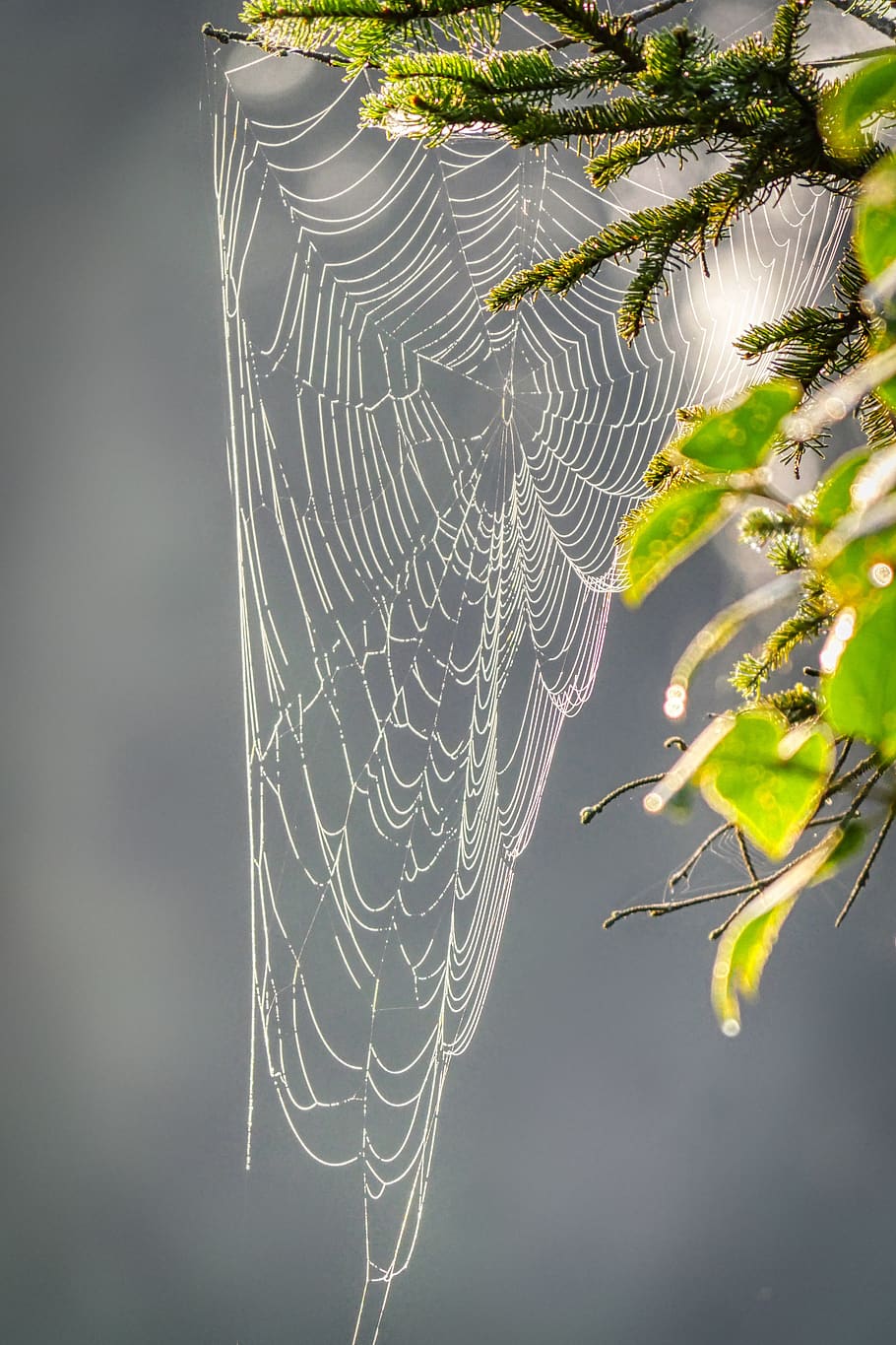 spider webs, autumn, cobweb, nature, cobwebs, web, branch, wild flowers, leaves, plant