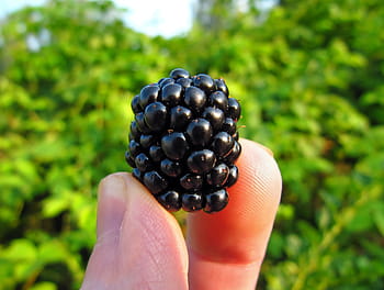 makro fotografie, osoba, hospodářství, Černá, bobule, ostružina, ostružiní, zralý, vybral, čerstvý, zdraví